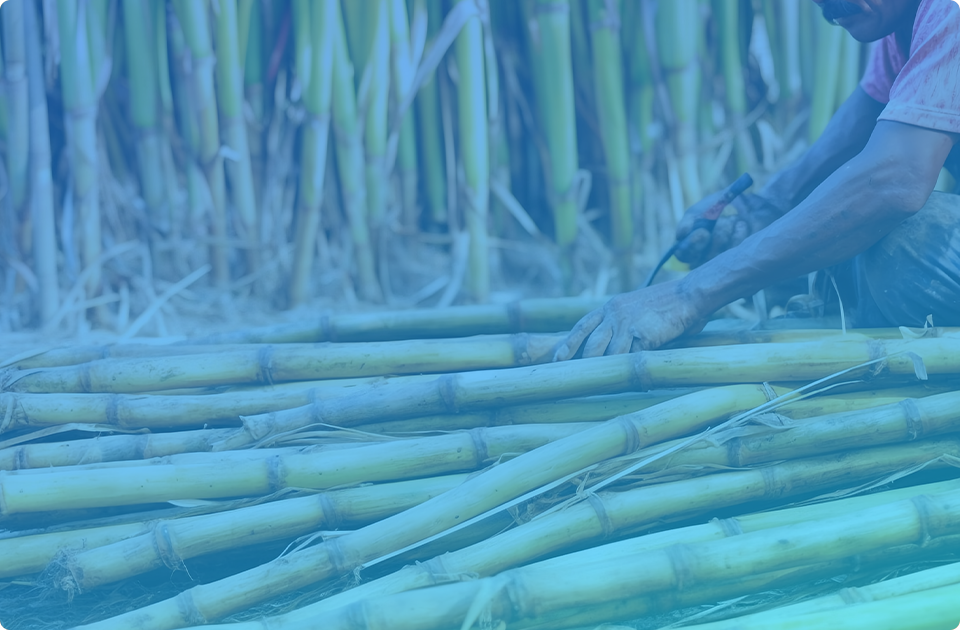 Guaranteed supply throughout the year